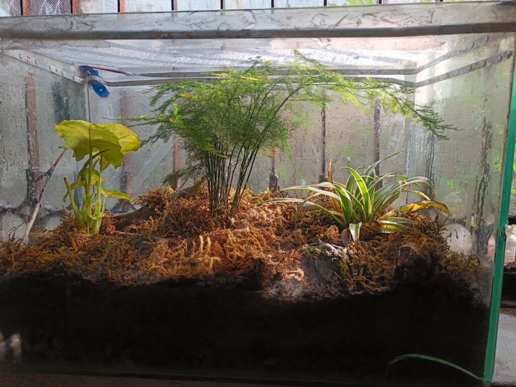 Terrarium update after 9days