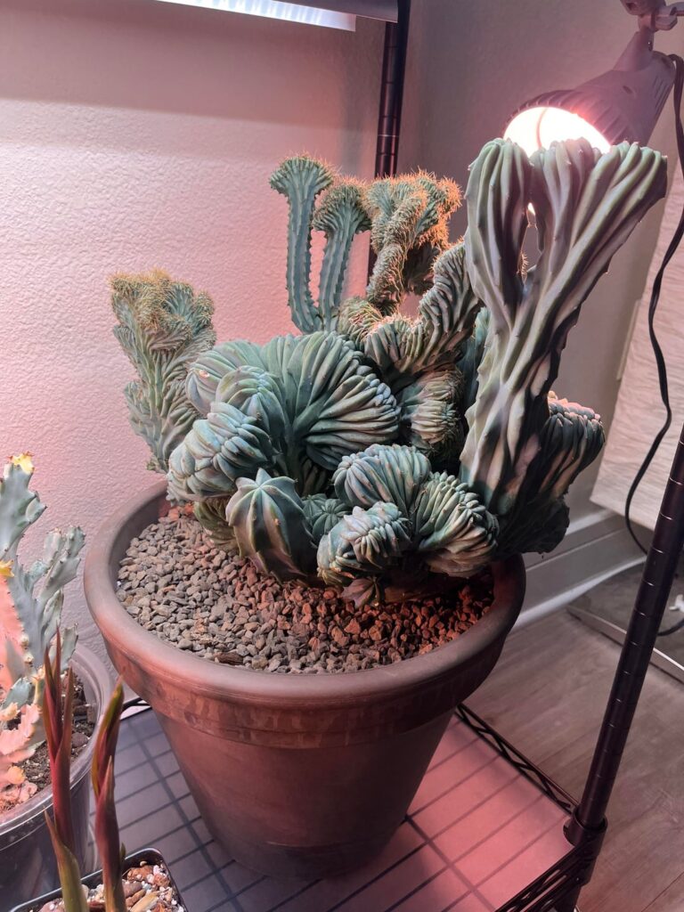 My mutant Blue-Myrtle inside for the winter.