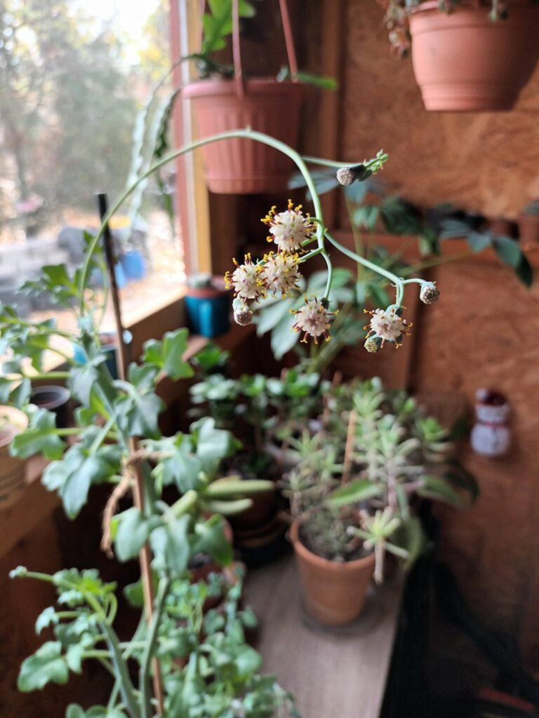 Warning for the smell of this flower