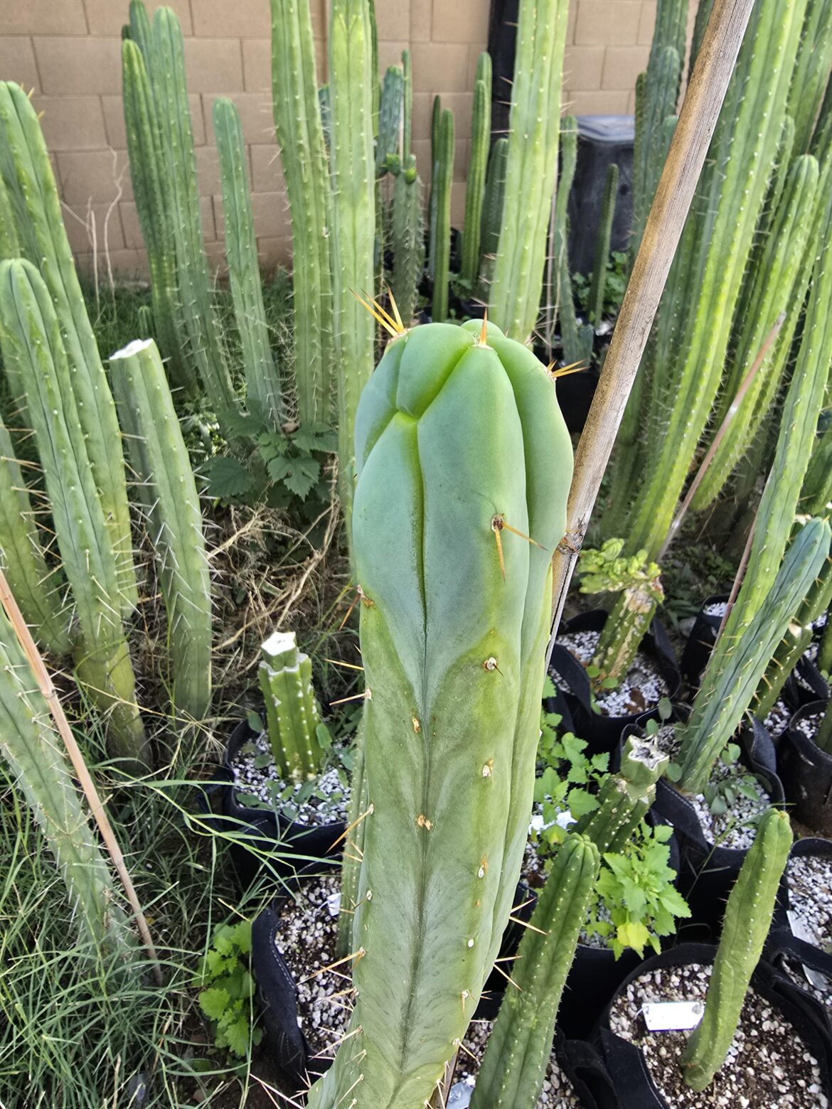 Its blue bridgesii season again! Baker5452