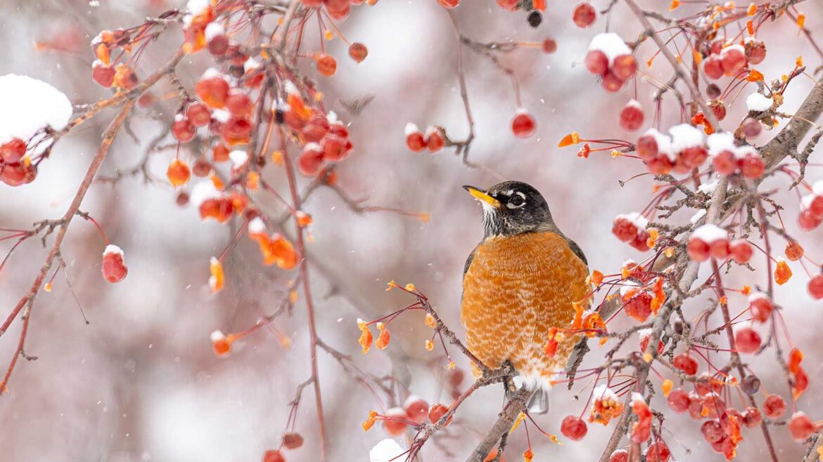 The FeatherSnap smart bird feeder captures instant HD snaps American robin in winter shrub with berries