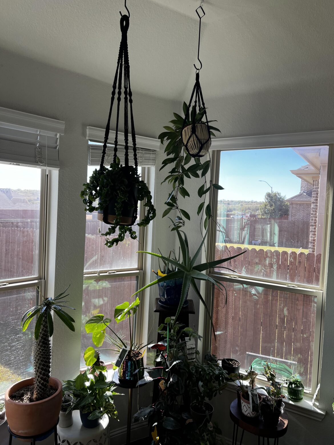 Please end this debate: does sunlight need to hit the soil?