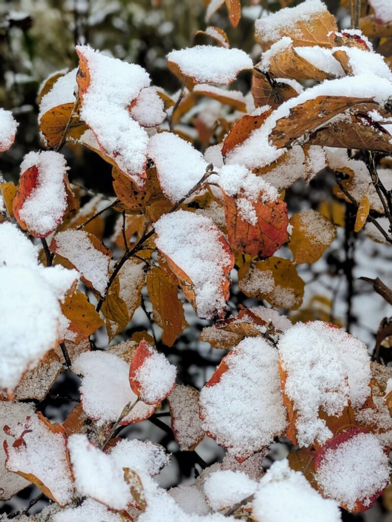 Unpopular opinion: the garden in winter is the best time of year. Unpopular opinion: the garden in winter is the best time of year.