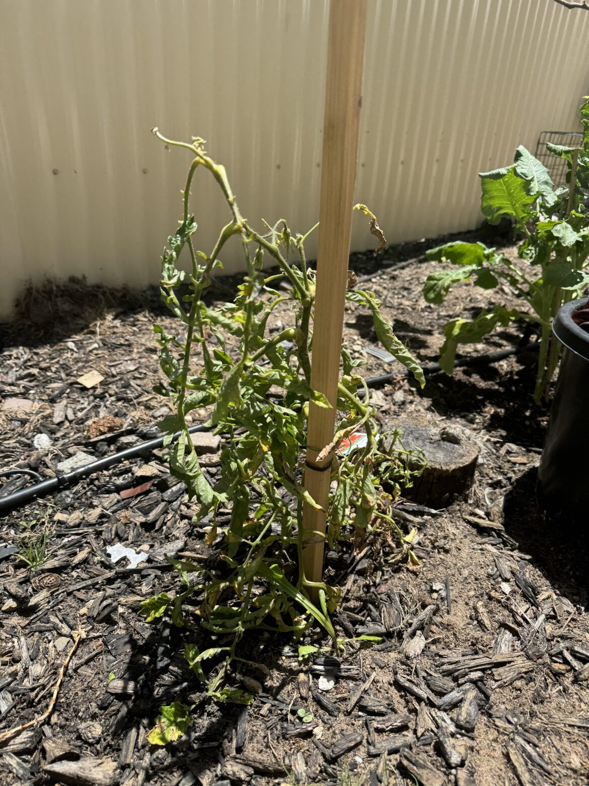 Tomato plants dying? First timer