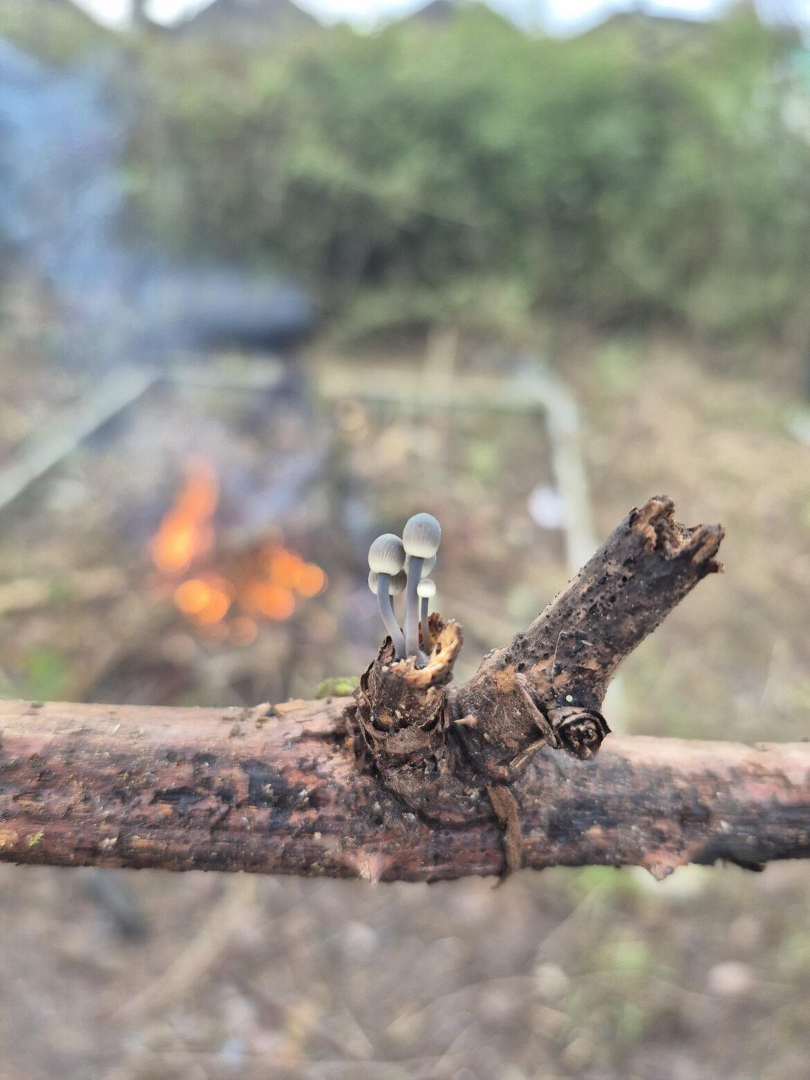 Any idea what these mushrooms are?