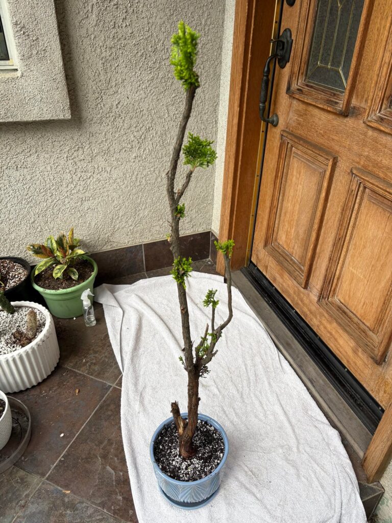 Juniper in a pot