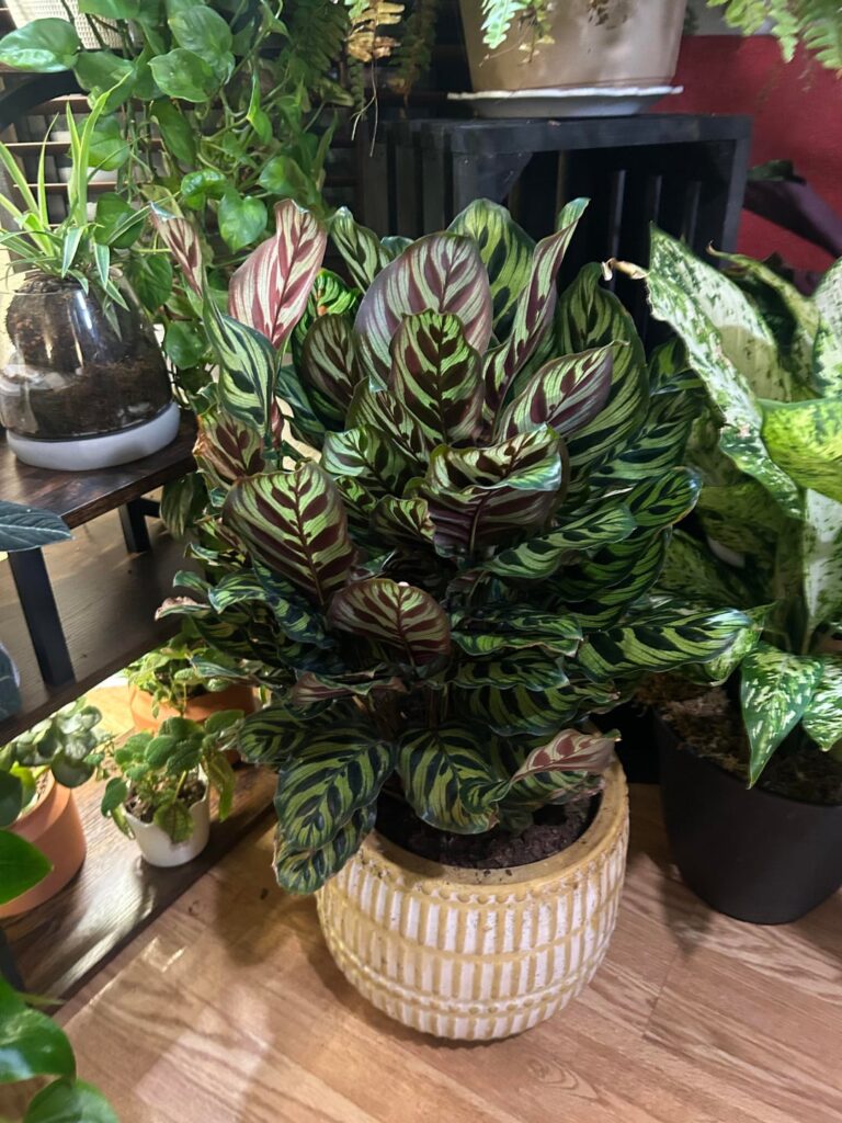That one plant that you didn’t notice thriving