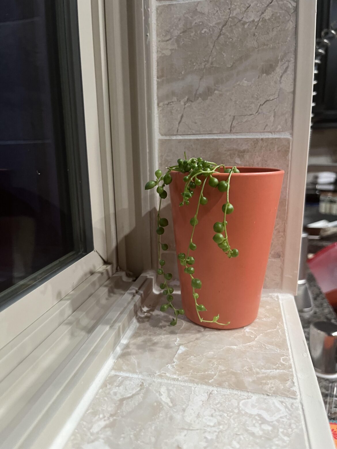 String of pearls care