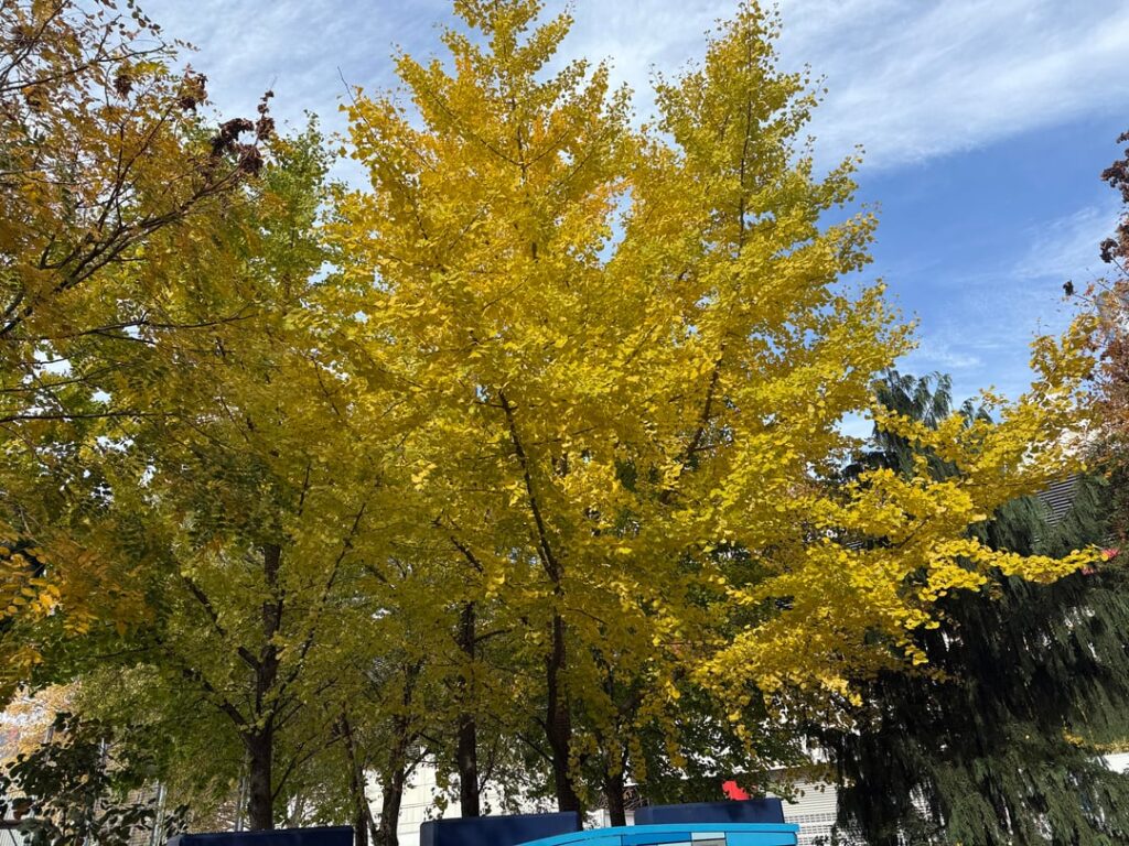 gorgeous ginkgos. nice to see a couple are female too
