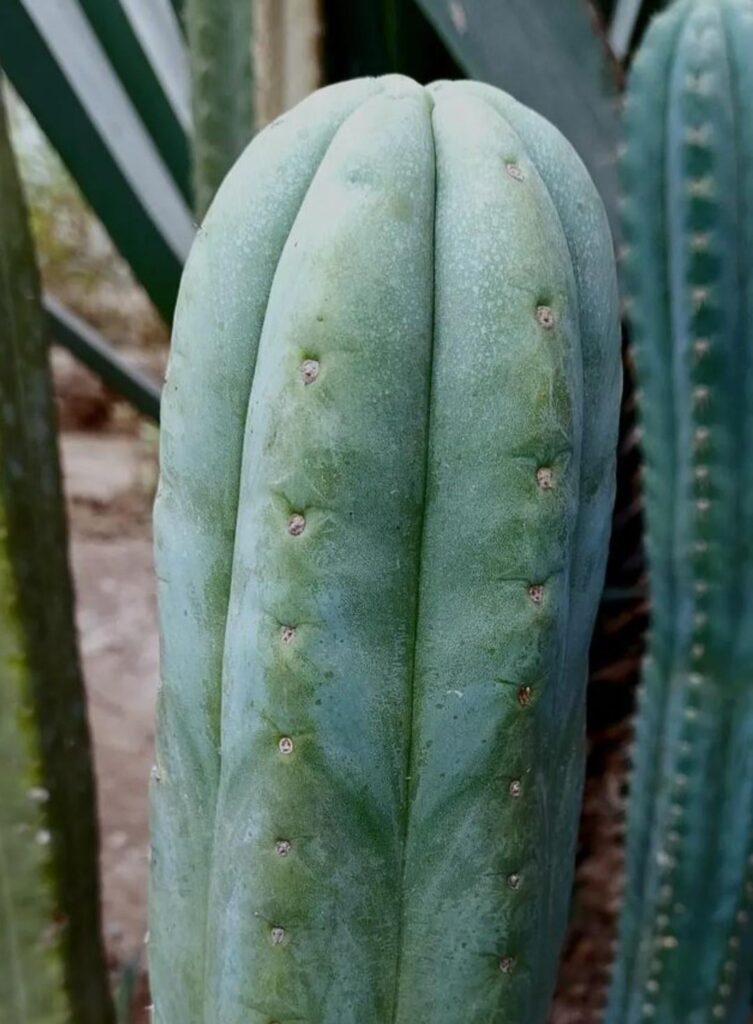 You prefer pachanoi or peruvianus ?