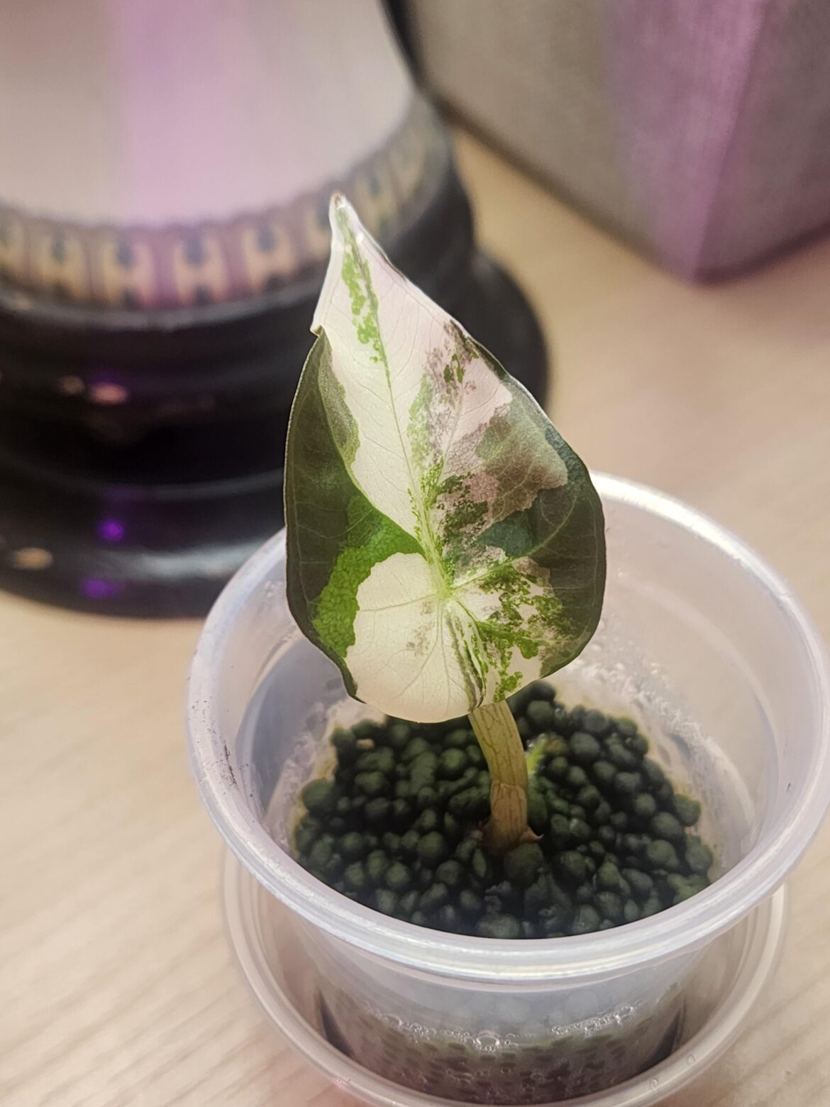 First leaf on my regal shield albo corm 💚