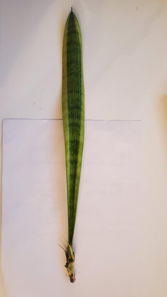 Help with snake plant prop