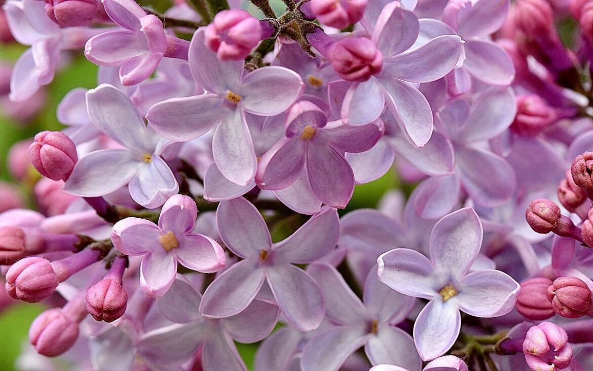 Syringa (lilac)