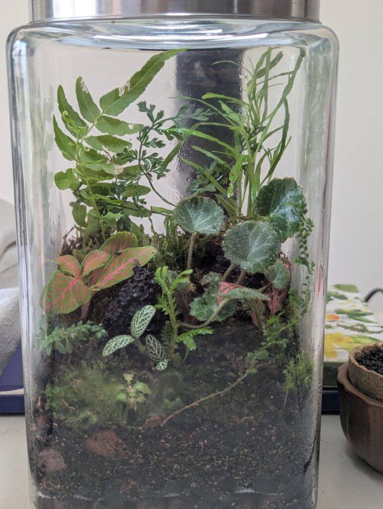 My 4th terrarium, not happy with it