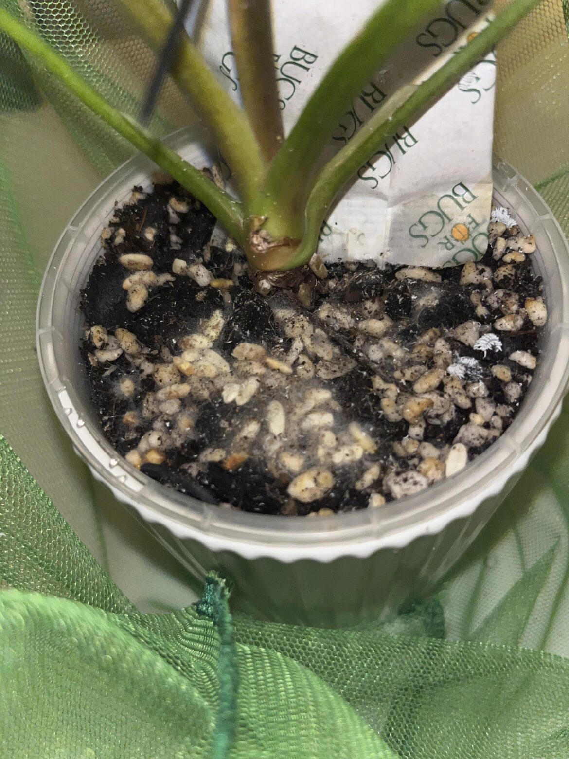 What is this on the top of my soil after I introduced lady bug larvae? What is this on the top of my soil after I introduced lady bug larvae?