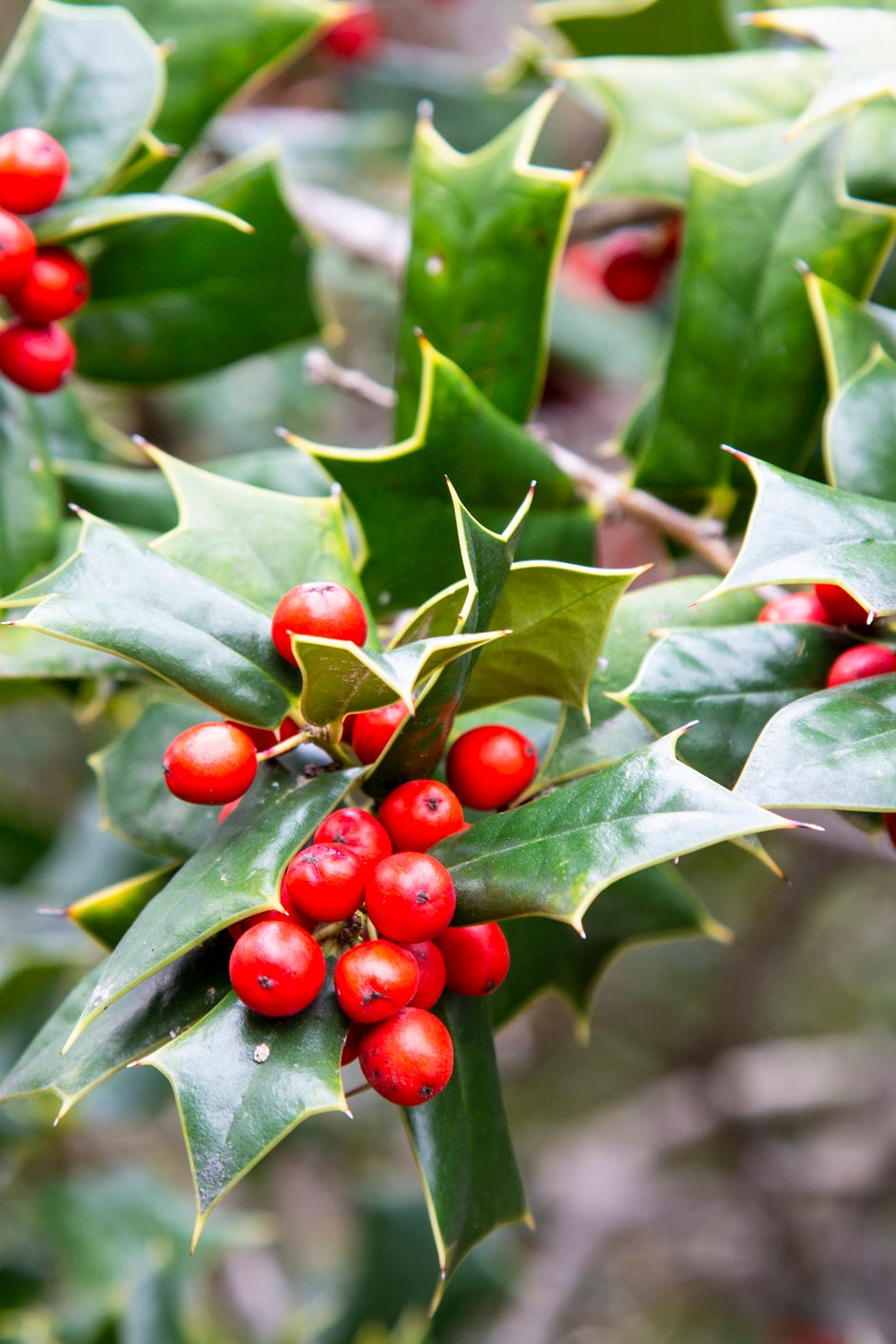 ilex aquifolia interior decoration for christmas green bush with red berries