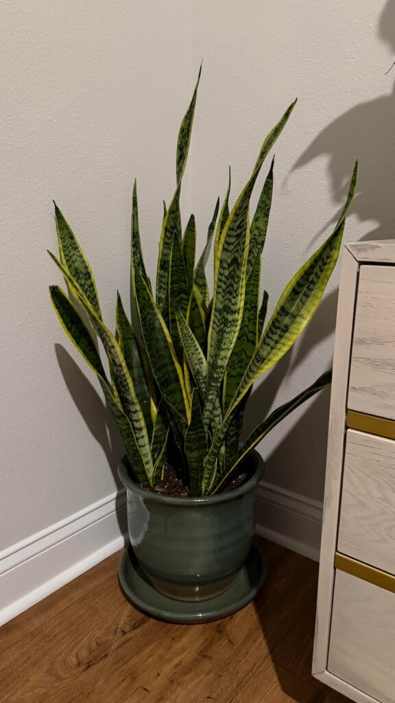 As a new plant mommy, here’s what I’ve acquired the past two days! I fear I am addicted 🥰 As a new plant mommy, here’s what I’ve acquired the past two days! I fear I am addicted 🥰