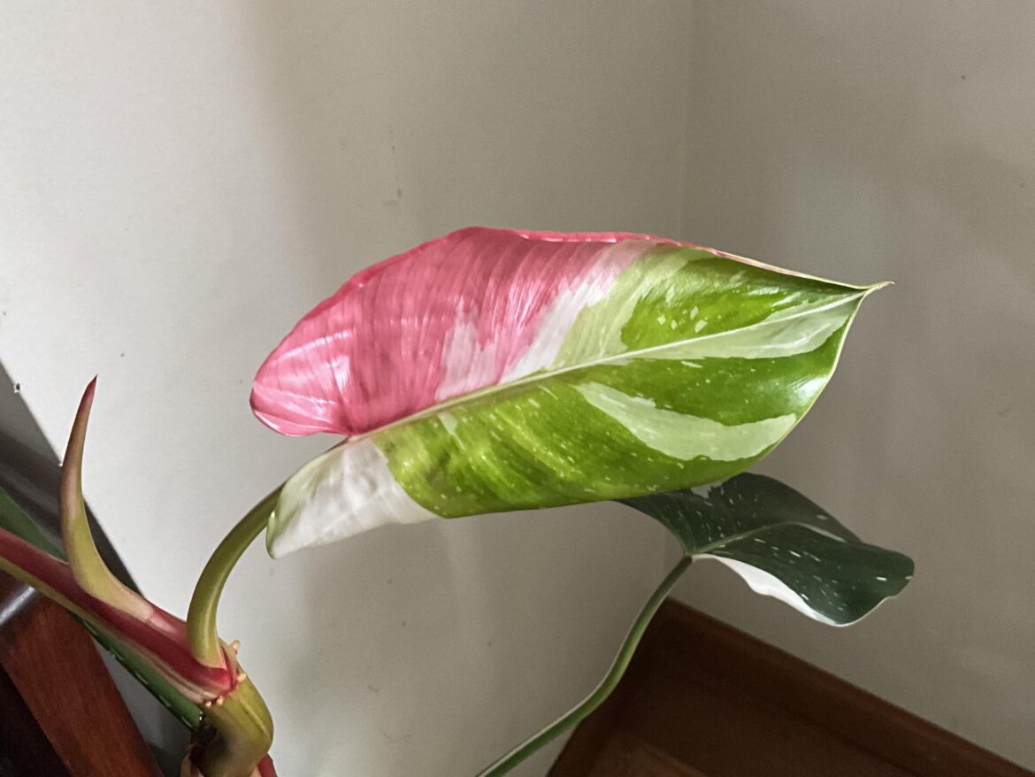 My White Princess Philodendron put out this leaf!