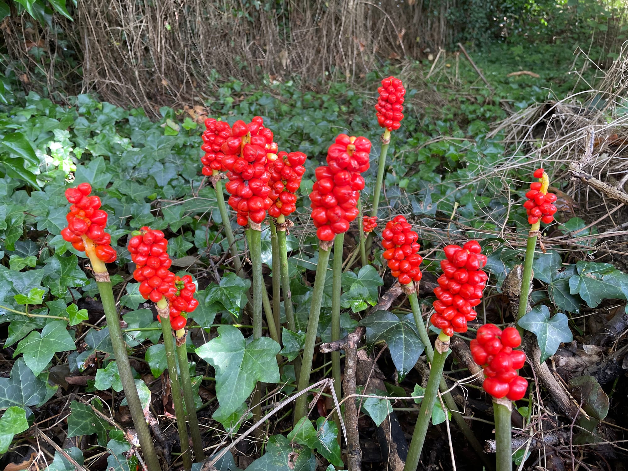 Cuckoo-pint showing red poisonous berries in a forest