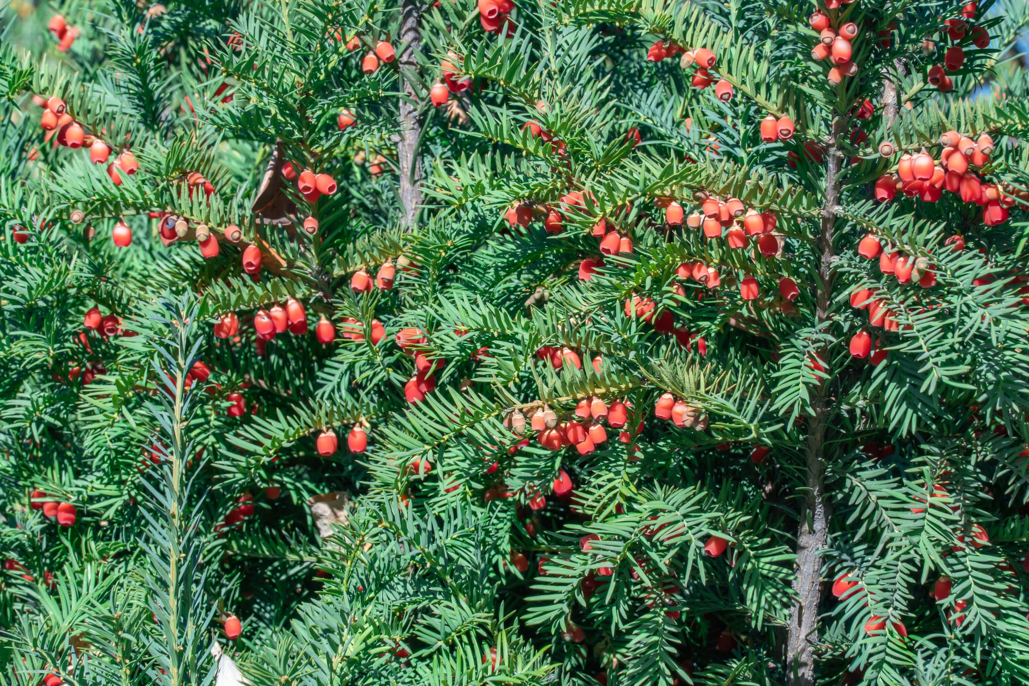 Bunches of ripe red berry yew in autumn garden. Taxus baccata fruits poisonous and inedible. Ornamental plant used in hedges. Yew european is conifer shrub. Material for making arc and arrows.