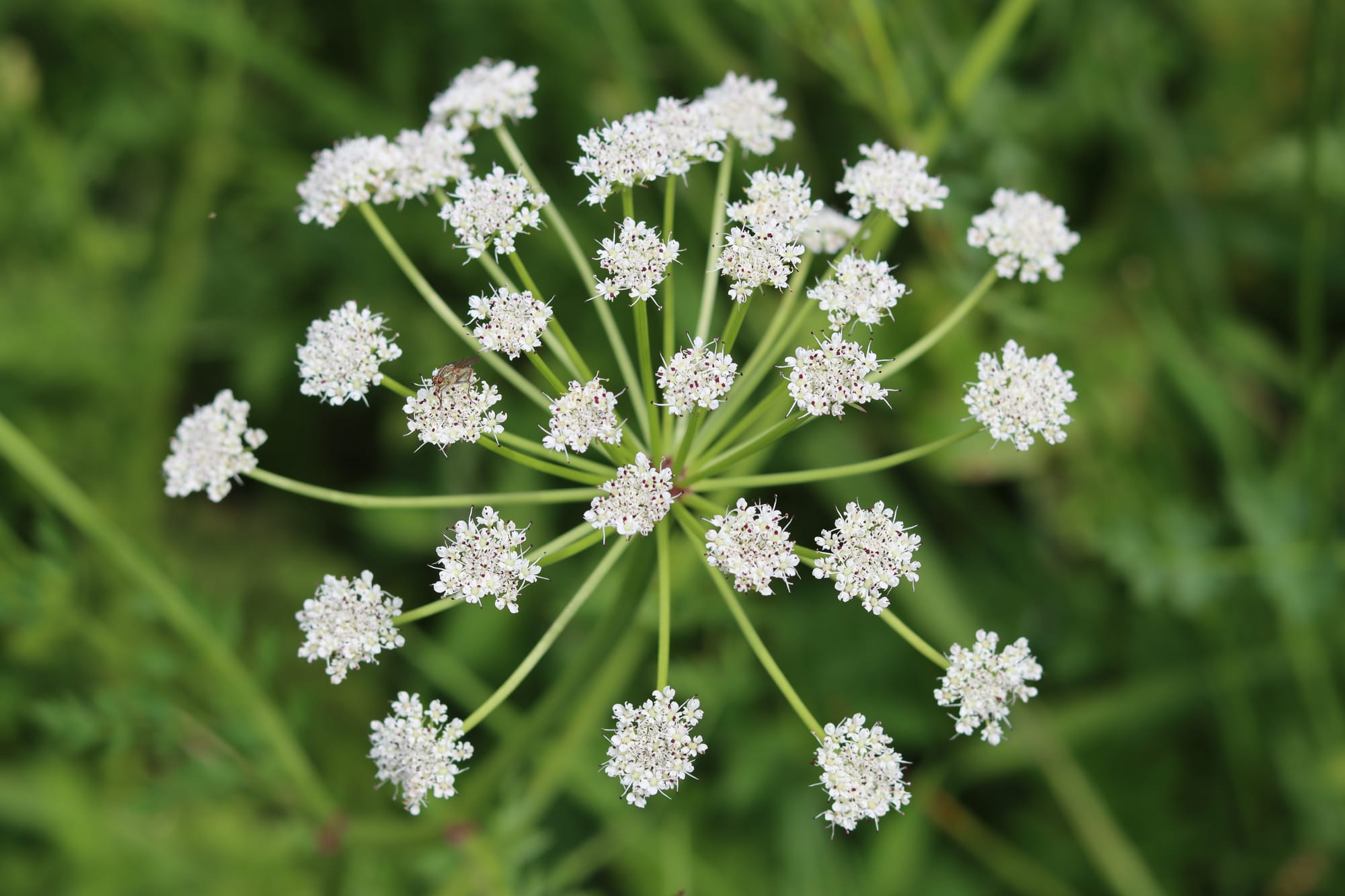 Close up of a water hemlock flower head