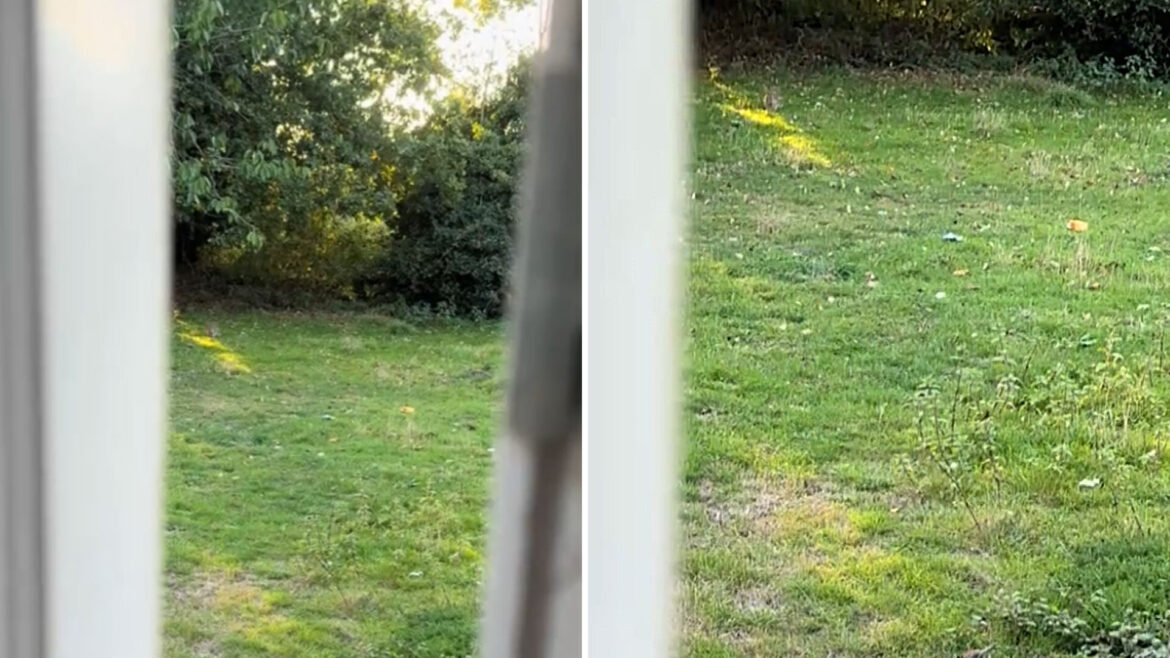 Homeowner captures stunning video of unexpected backyard visitor: ‘Quite a rare sight’ One homeowner got a surprise visit from a woodpecker, and the internet is excited.