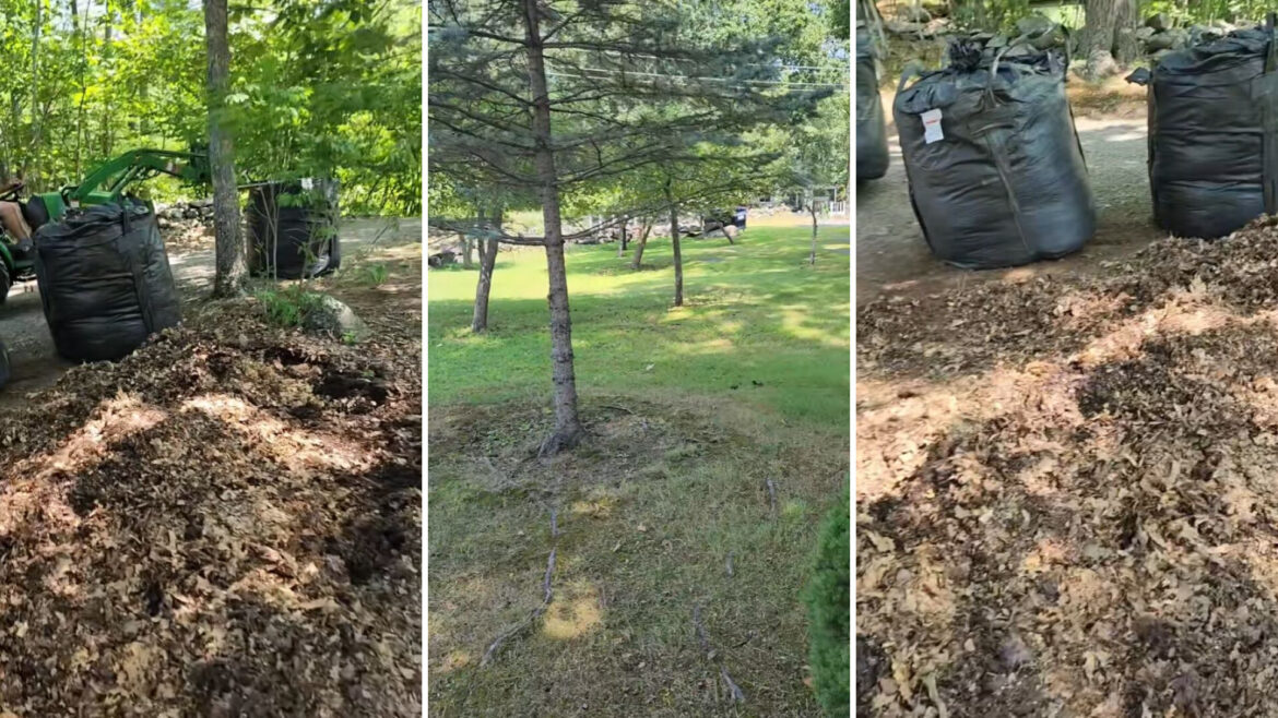‘We’re gonna do everything in our power’ One Maine homeowner revealed an effective method for eradicating Asian jumping worms from one's garden.