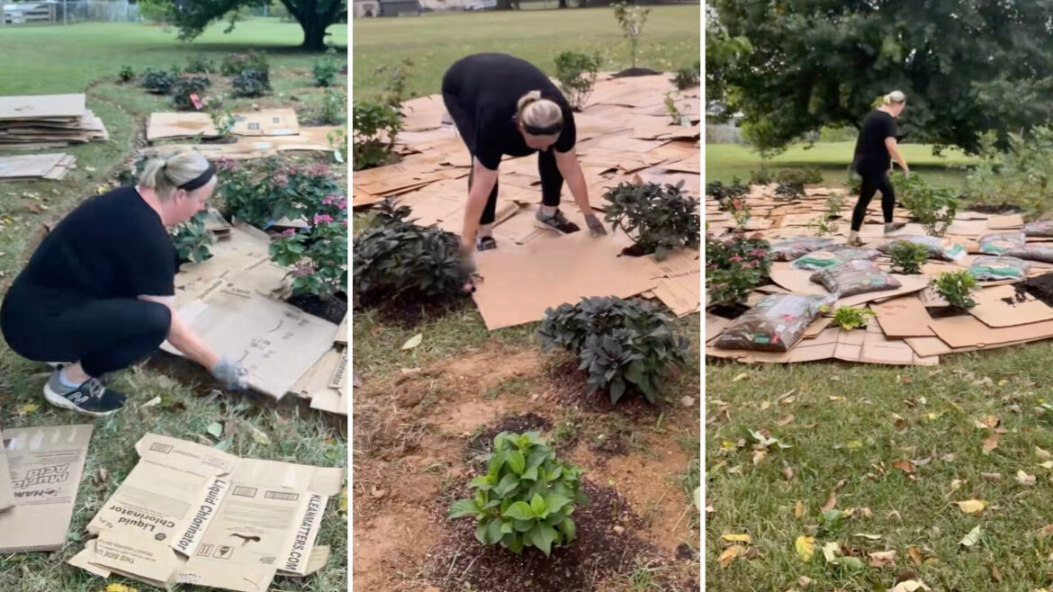Gardener demonstrates brilliant hack using old cardboard boxes: ‘Simple, affordable, and effective’ One TikTok gardener shared a resourceful tip to combat unwanted weeds and grass in your garden: Use cardboard boxes.