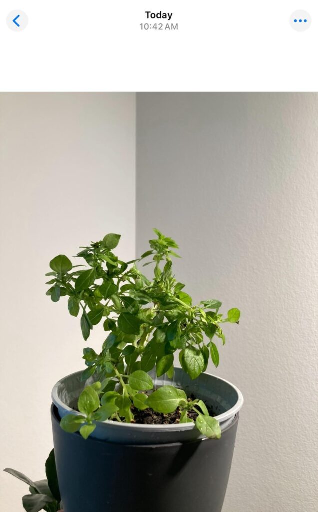 Basil from seeds at 5 months. Shouldn’t it be bigger than this?