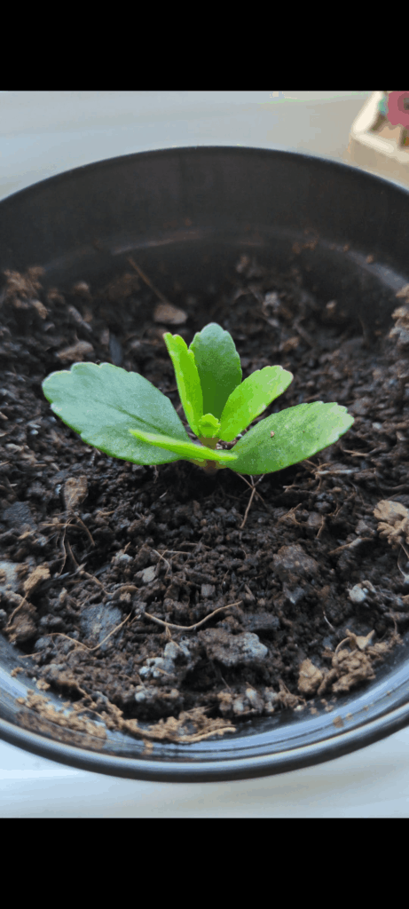 Kalanchoe blossfeldiana 'Don Nando' (Flaming Katie) progress :)