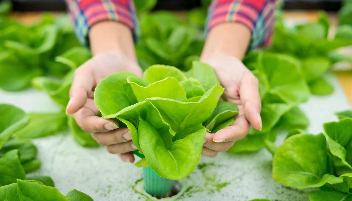 Hydroponic gardening can boost quality of life for cancer patients Hydroponic gardening can boost quality of life for cancer patients