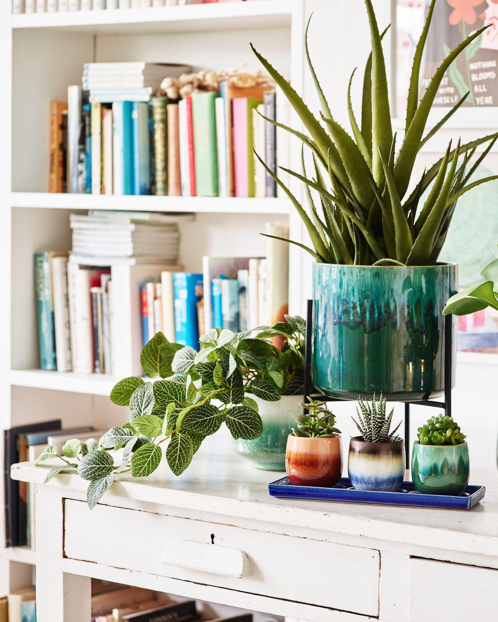 Indoor plant pots a white table with plants on top of it, with rainbow books behind it