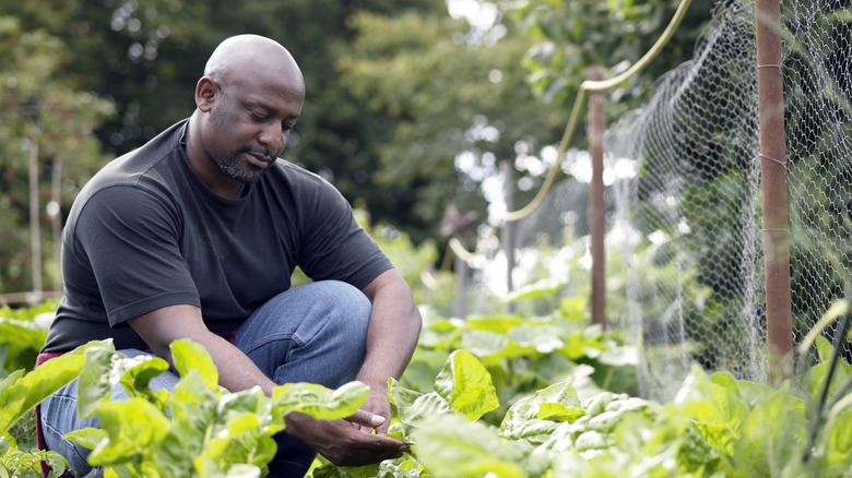 A man in a black shirt and blue jeans sitting amongst his plants in his garden