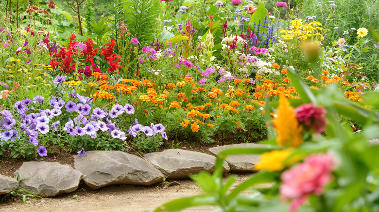 Yellow flower bed in garden
