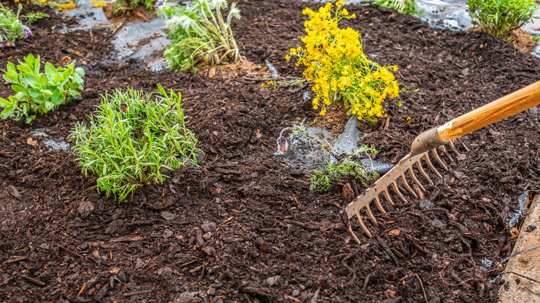 A rake being used to spread mulch around a newly planted perennial garden bed