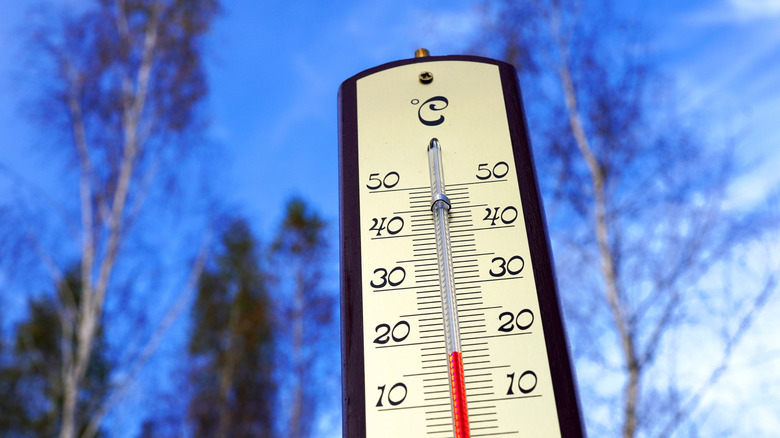 View of a thermometer against a blue sky with thinning trees