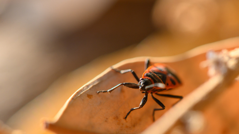 A bug sitting on a fallen leaf