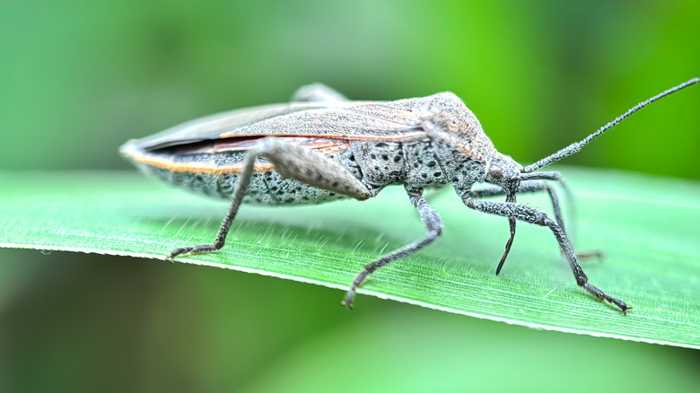 close up of a squash bug on a leaf