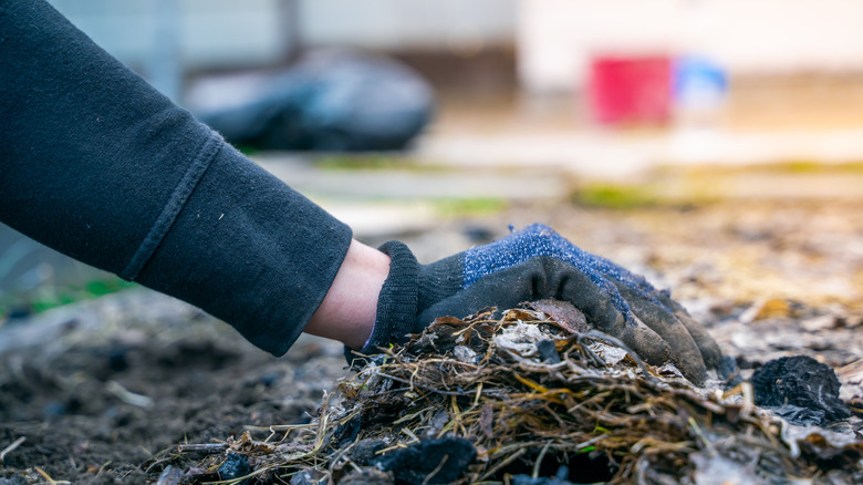 A woman's hand in a glove collects mulch from dry grass and fallen leaves in a garden bed after winter