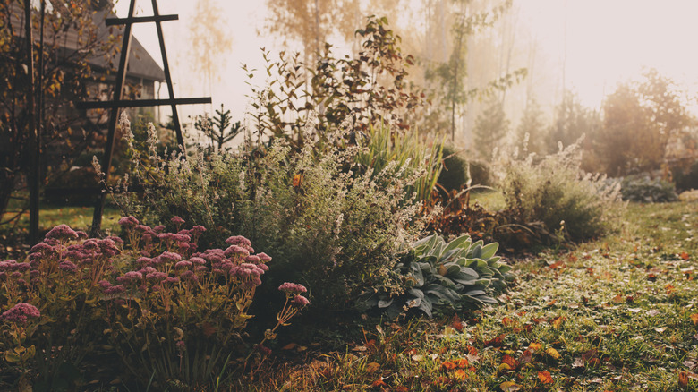 garden on a misty November day