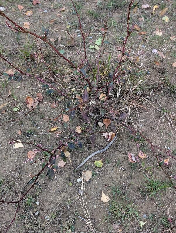 One Reddit user shared a photo of a suspicious twiggy plant, asking, "Invasive plant?"