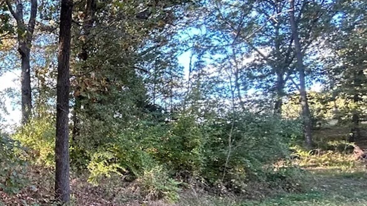 Gardener shares photos after intense landscaping project: ‘Feels really good’ One Redditor shared the satisfying results of removing invasive species from a plot of land, thanking the community for their support.