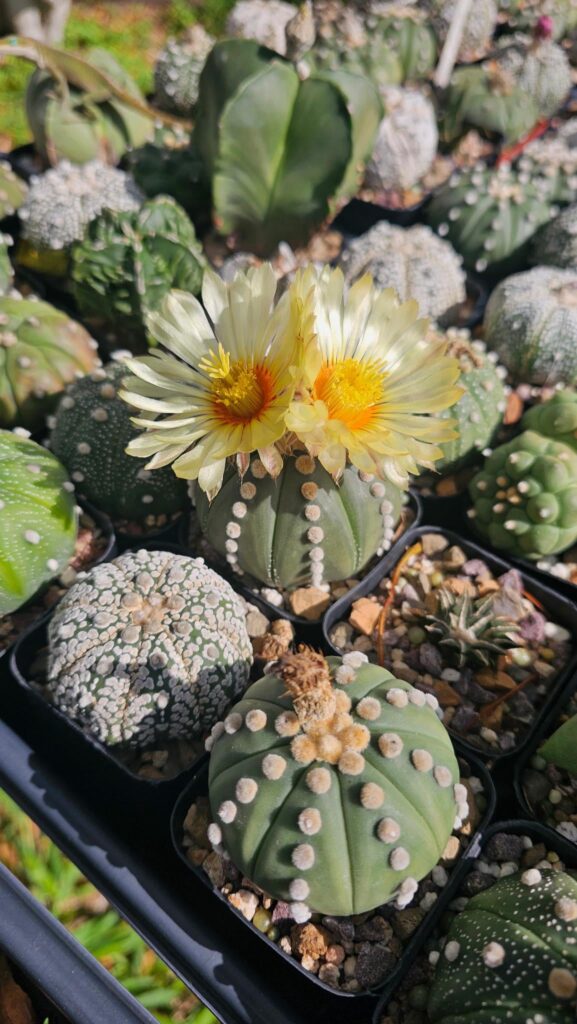 Love the way the sun is shining today☀️