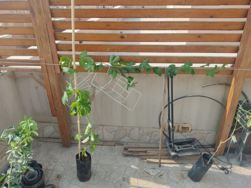 passion fruit vine wound