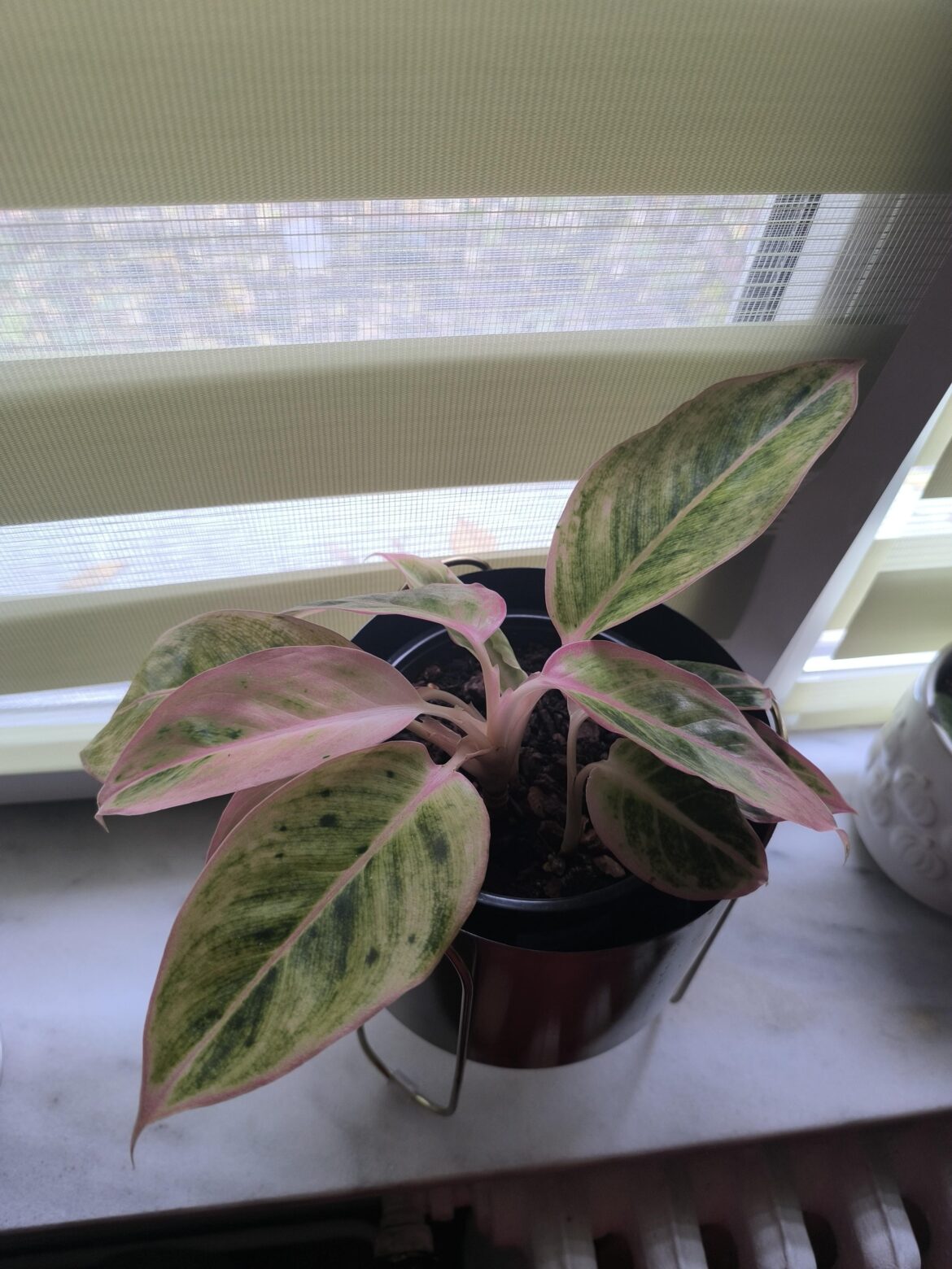 How to make aglaonema survive the winter season? How to make aglaonema survive the winter season?