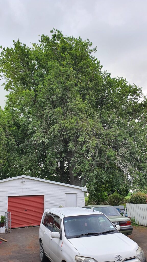 Beautiful old oak not looking healthy