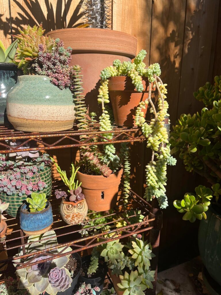 Succulent shelf