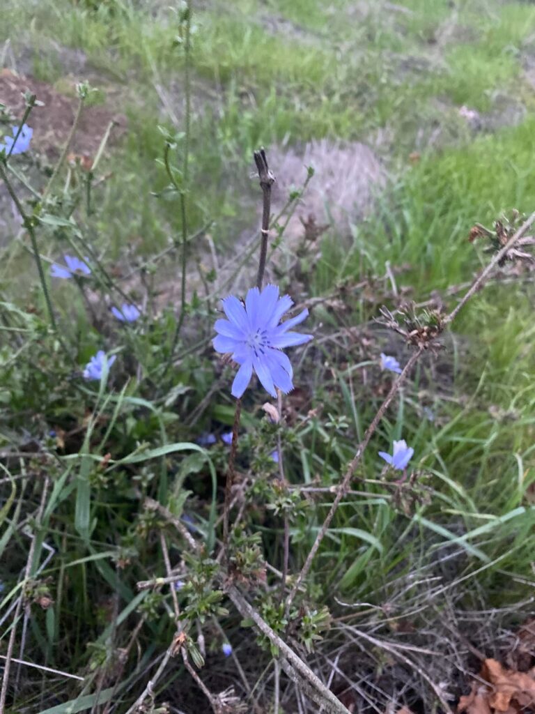 What flower is this?