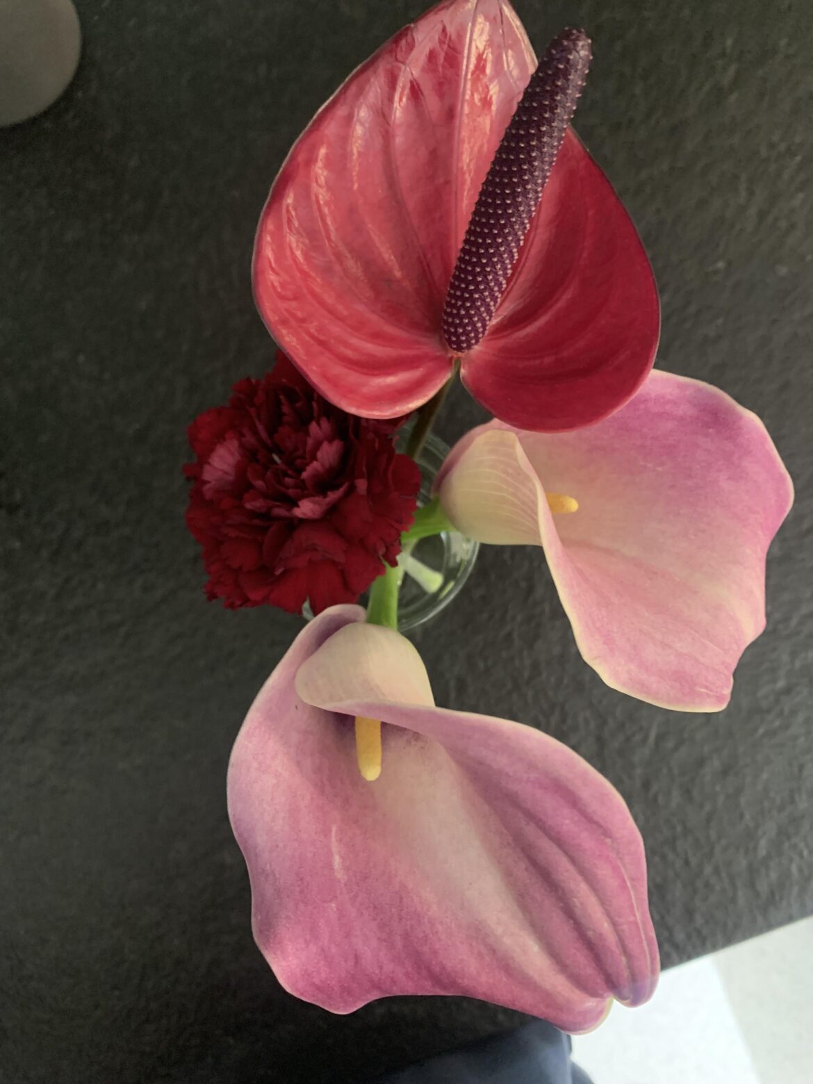 poisonous to cats ?