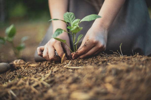 Create A Sense Of Purpose: Nurturing a living thing instills responsibility and purpose. Watching plants grow reminds you that small, consistent care leads to meaningful results.